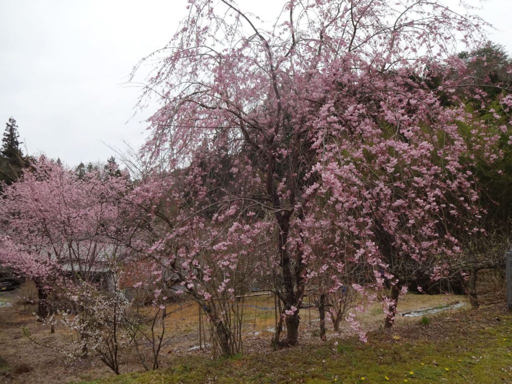 施設の庭園に咲く桜の風景。春の季節感が感じられる外構スペース。